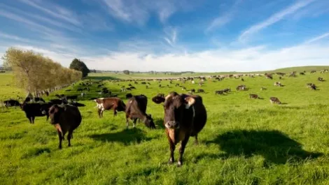 Cows 1