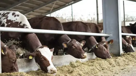 Boldyn rolls out 5G RedCap for livestock monitoring